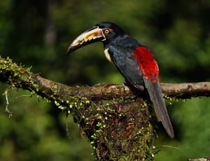 black and red toucan thumbnail