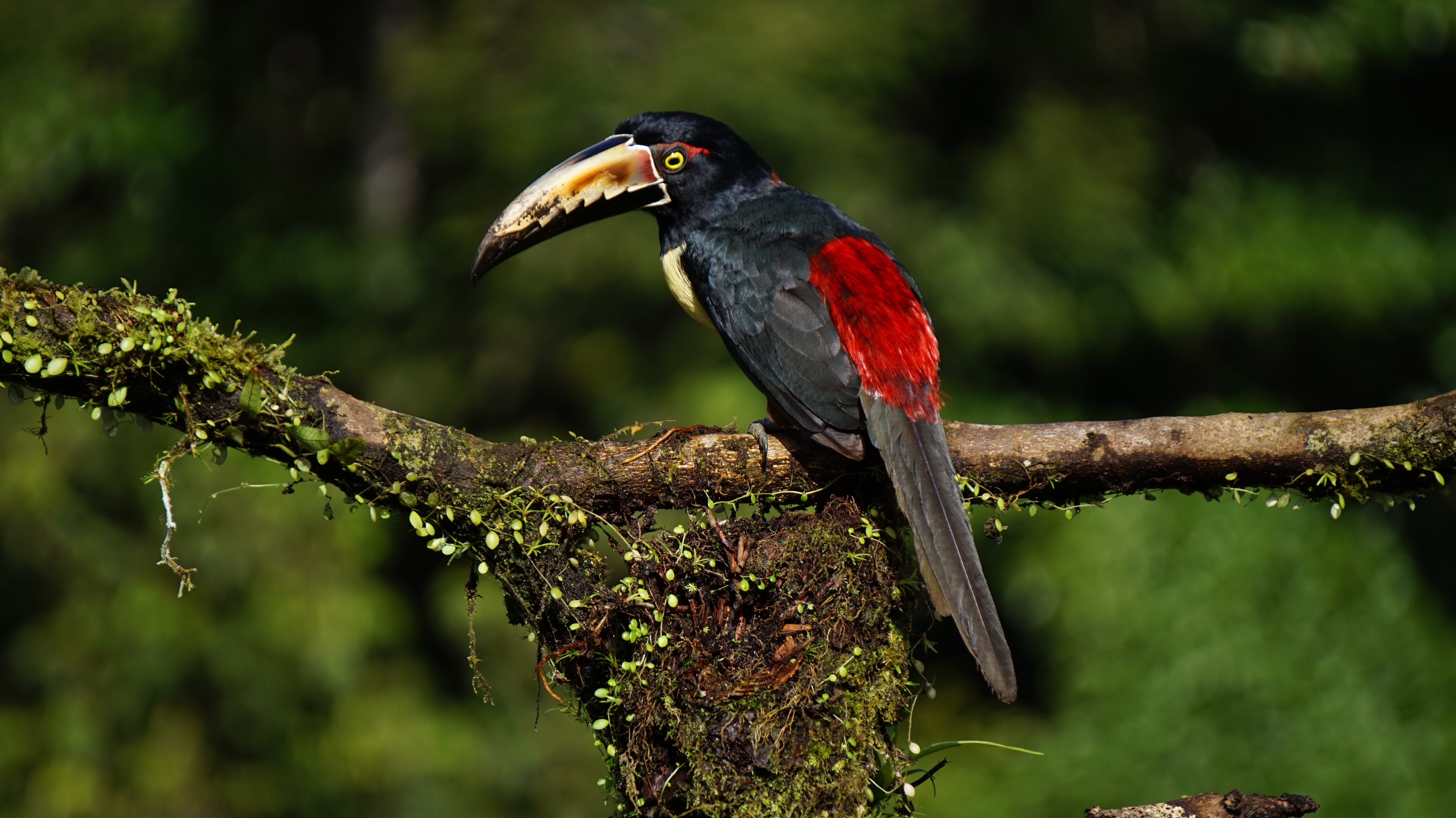 black and red toucan