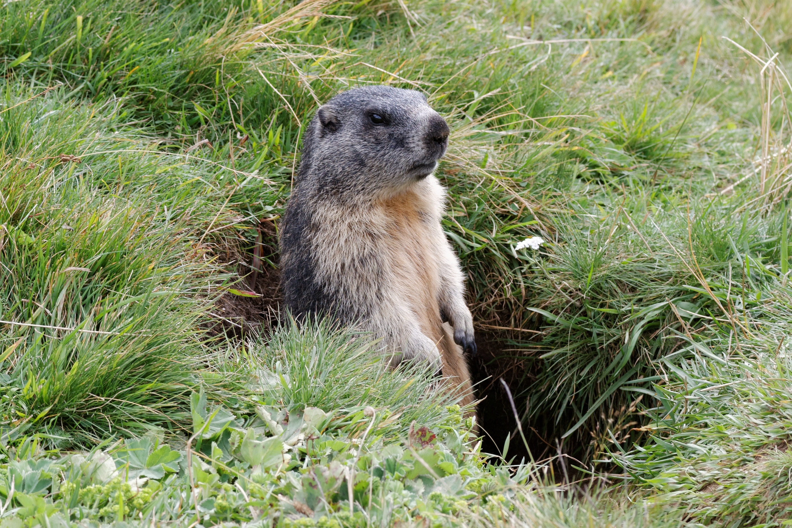 1920x1080 wallpaper | gray otter on ground | Peakpx