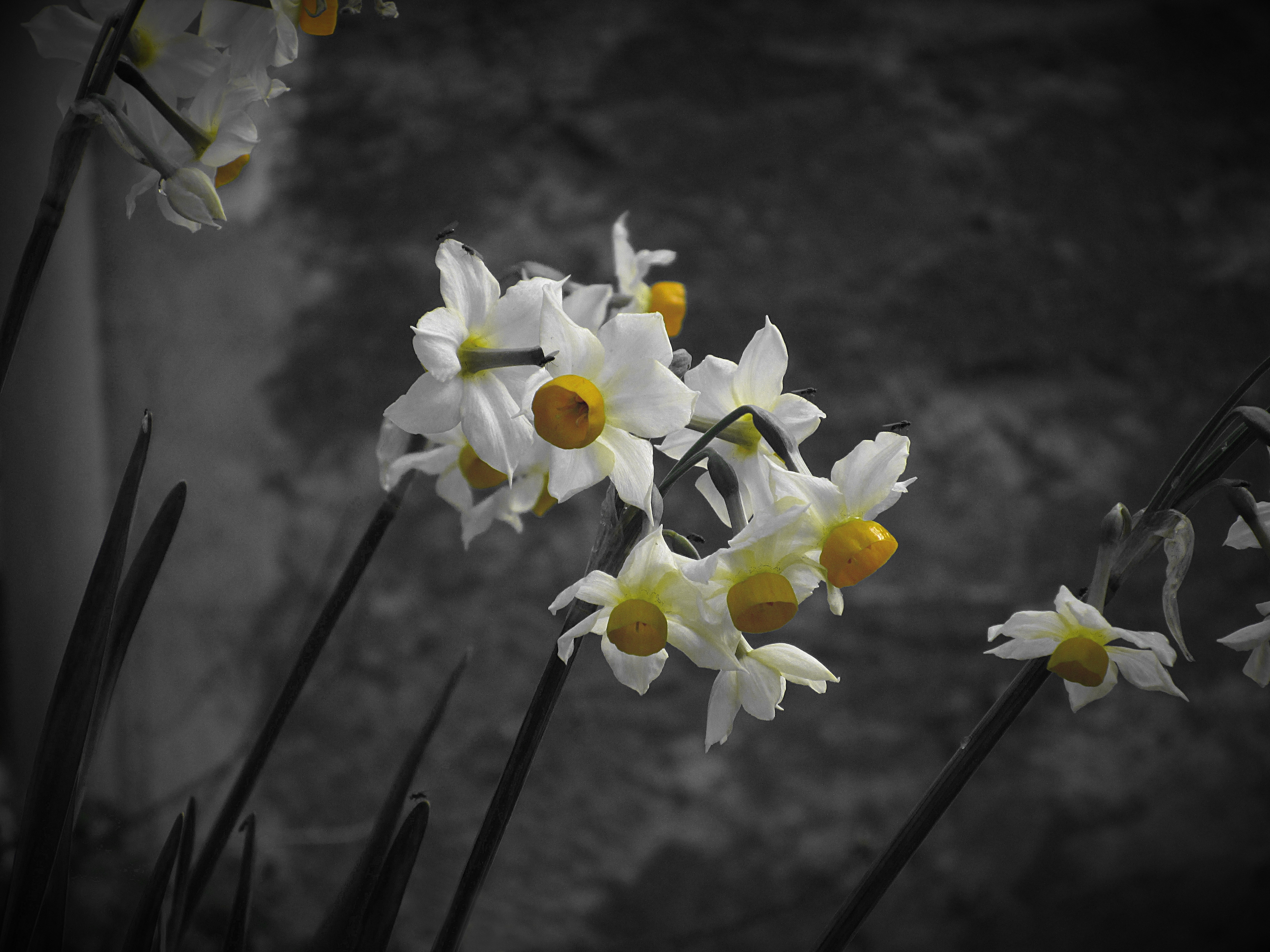 white clustered petaled flower