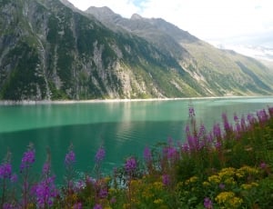 purple and yellow flowers near river surrounded with mountains thumbnail