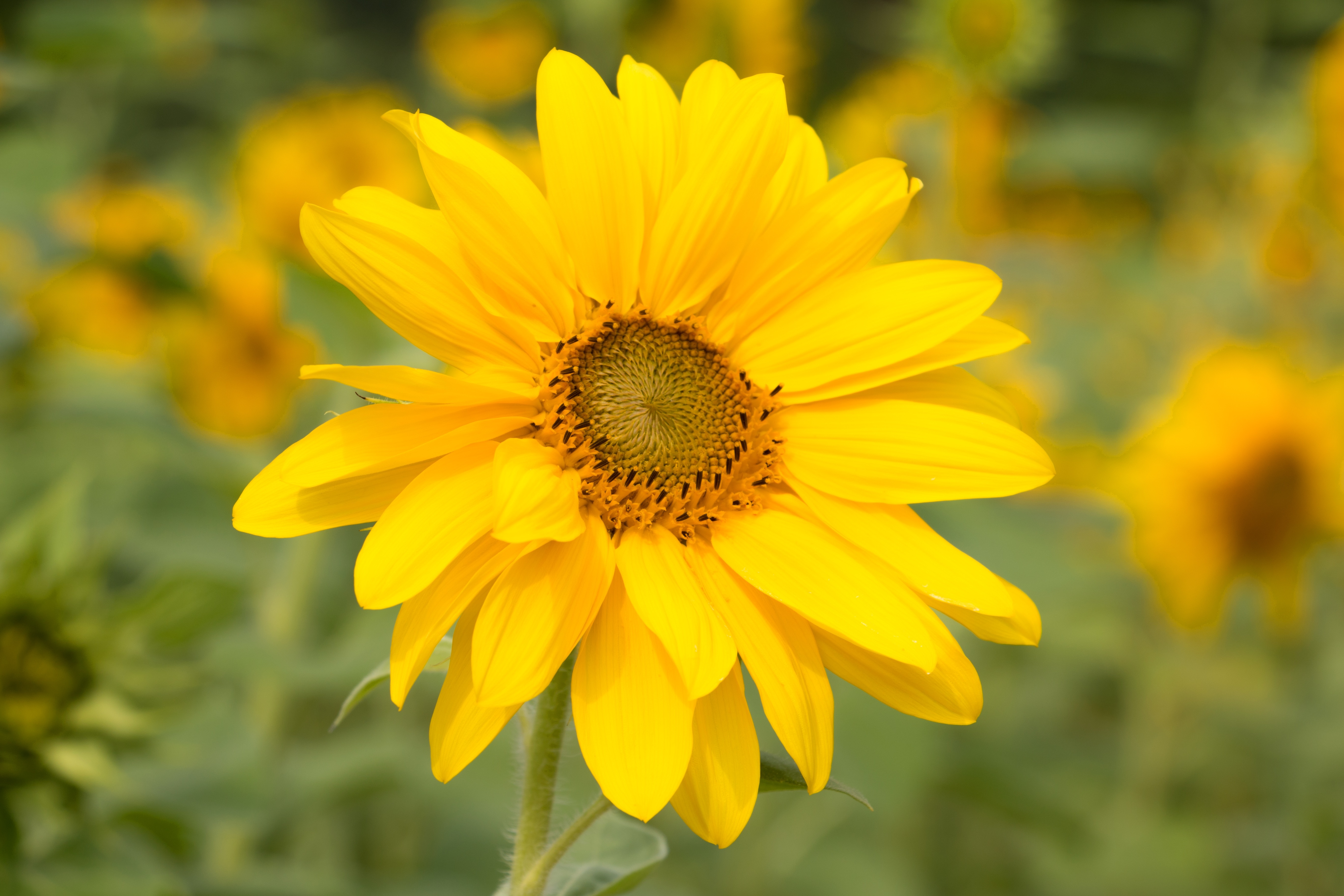 Sun Flower, Yellow, Flower, flower, yellow