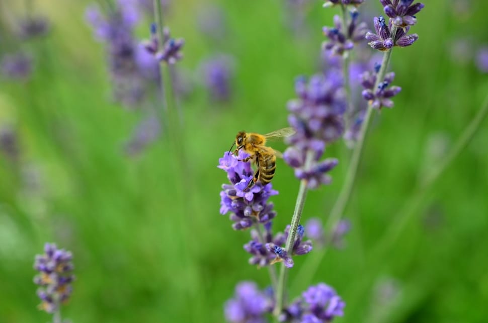 Lavender, Bee, Insect, Violet, flower, purple preview