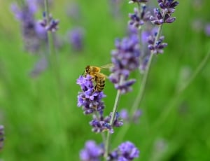Lavender, Bee, Insect, Violet, flower, purple thumbnail