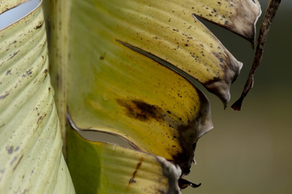 green and yellow banana tree preview