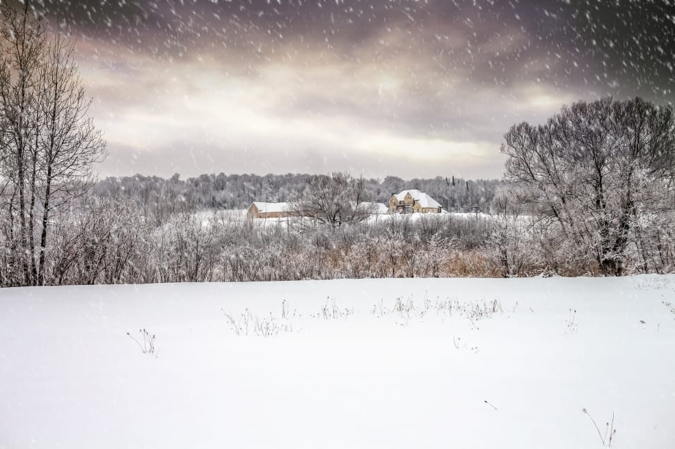 snow covered bare trees preview
