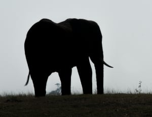 silhouette elephant thumbnail