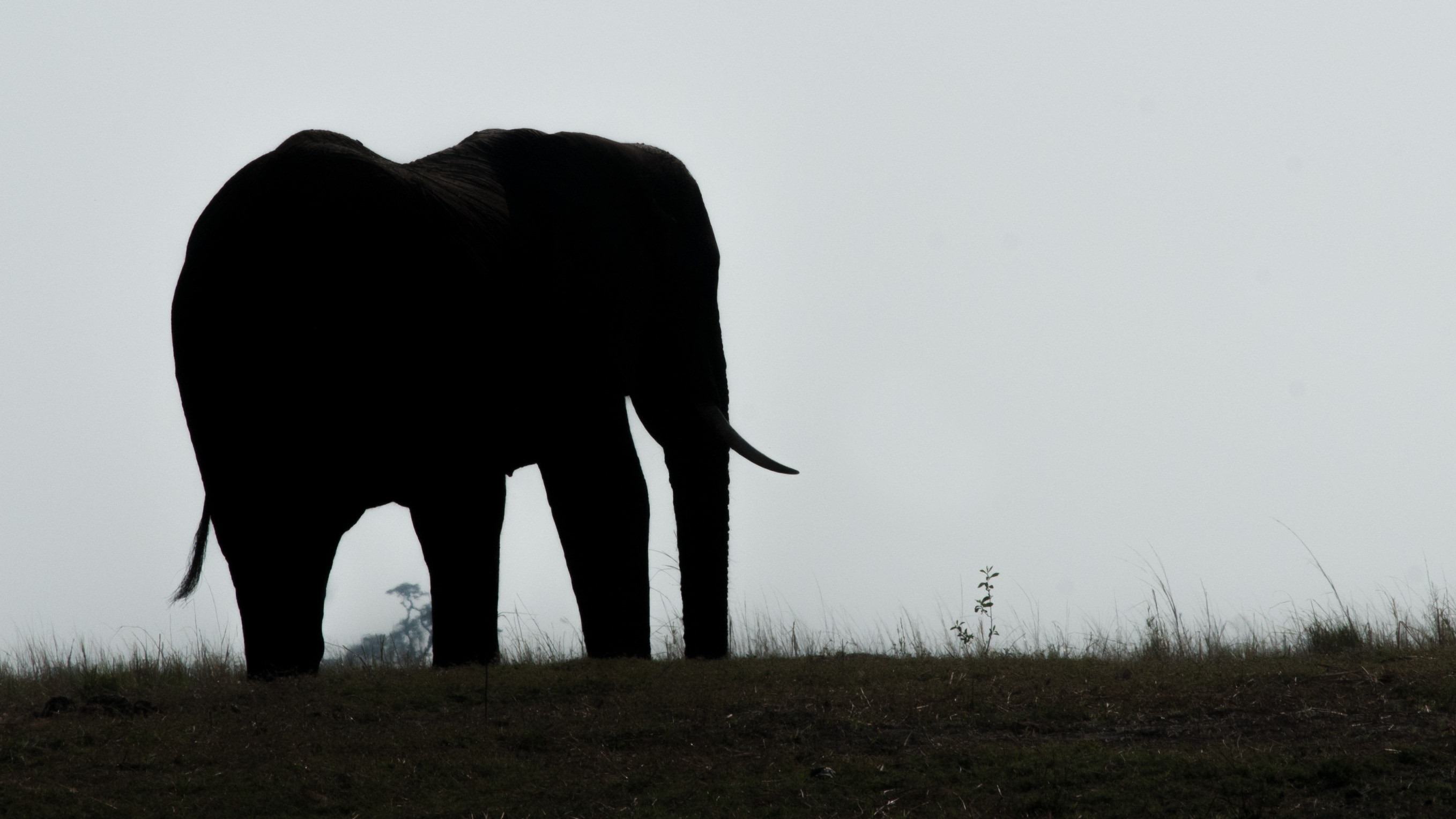 silhouette elephant