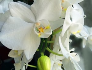 Orchid, Flower, Blossomed, Flowers, flower, white color thumbnail