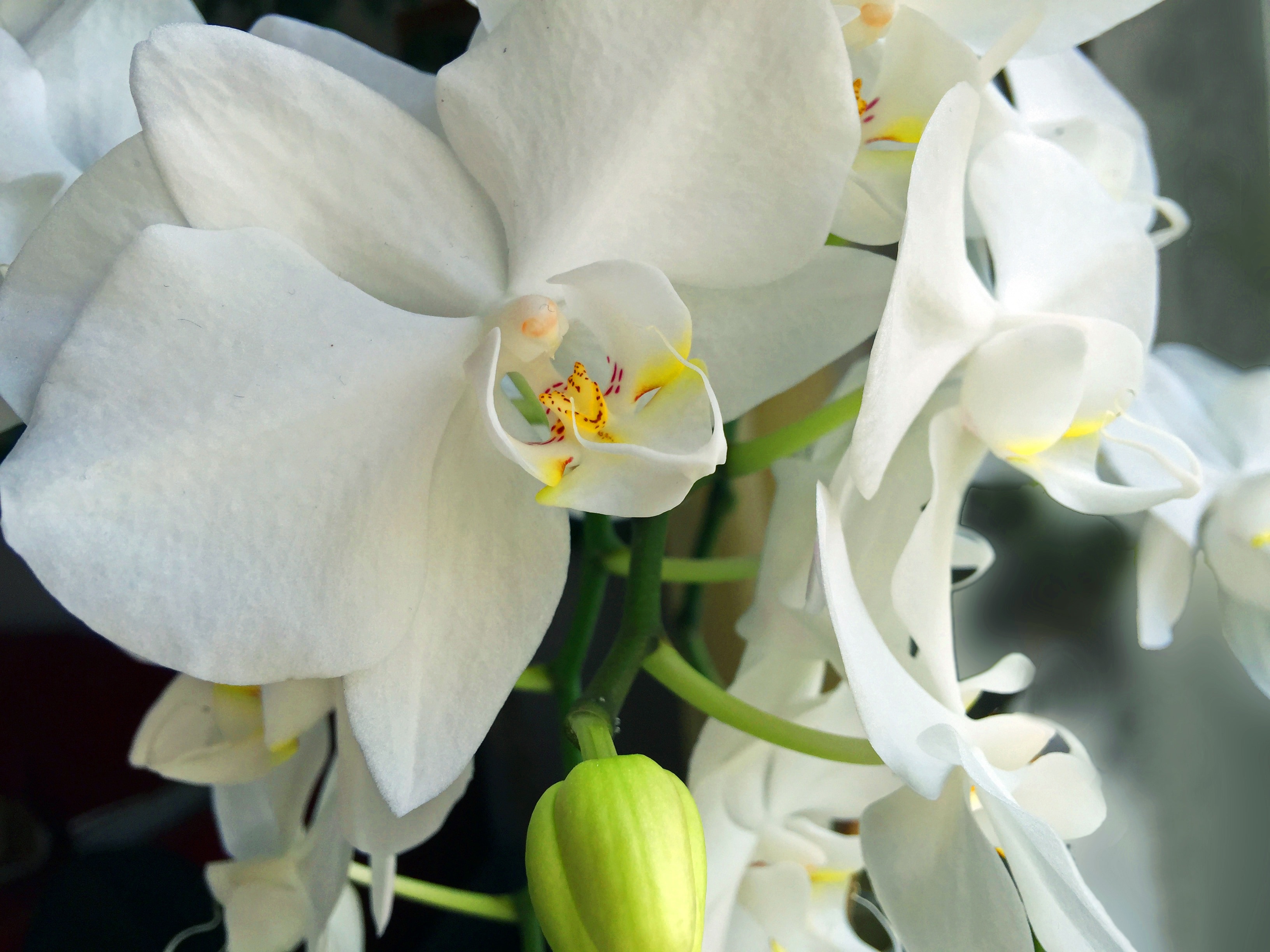 Orchid, Flower, Blossomed, Flowers, flower, white color