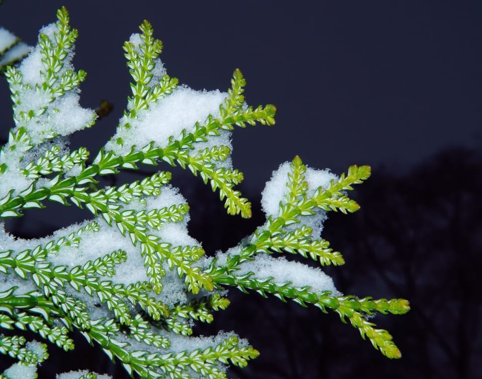 green leaves with white snow preview