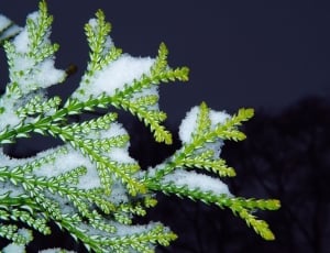 green leaves with white snow thumbnail