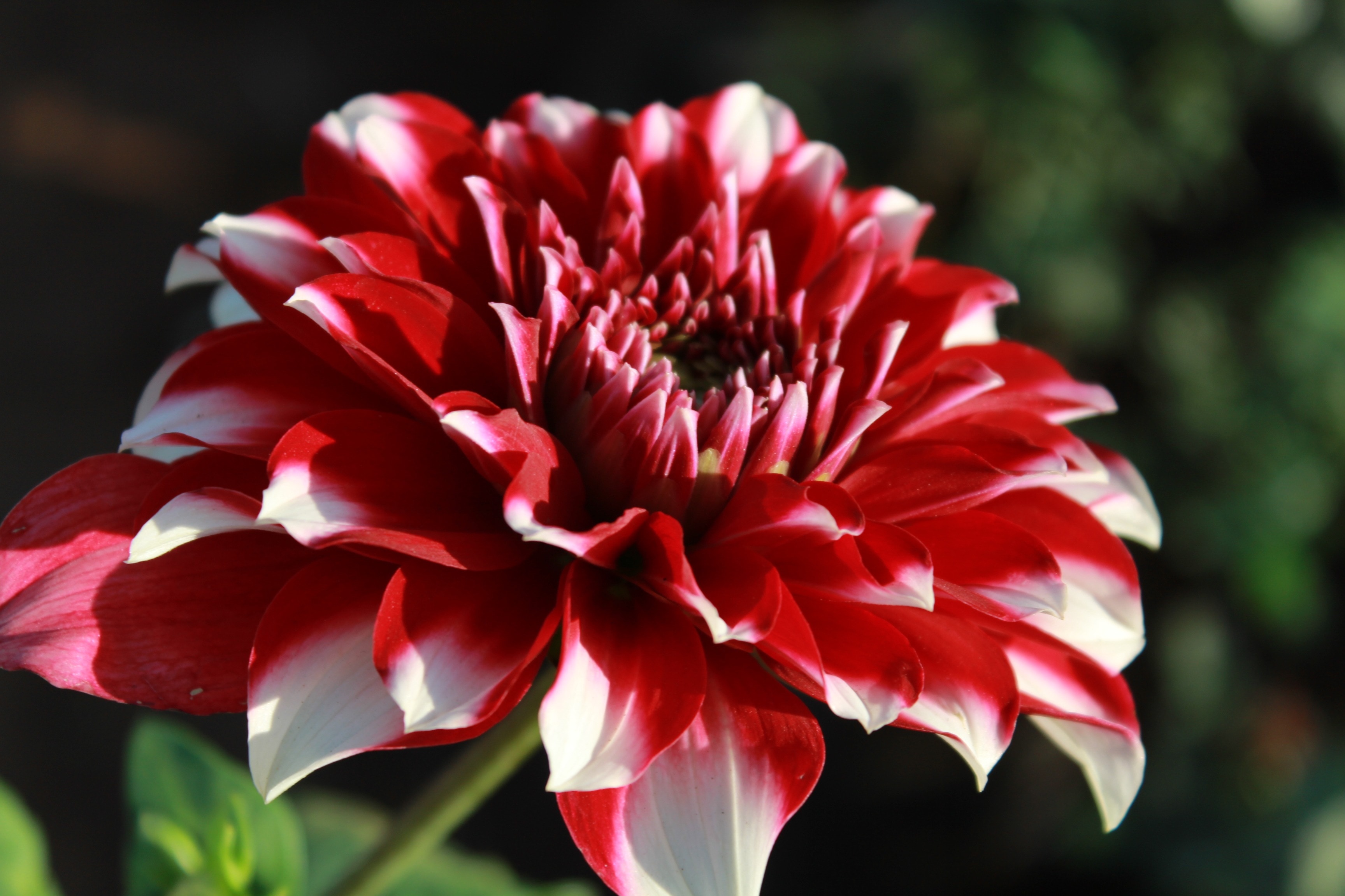 red and white petaled flower