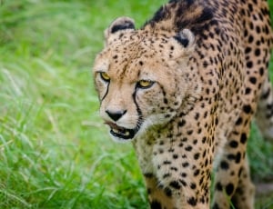 Cheetah on grass thumbnail