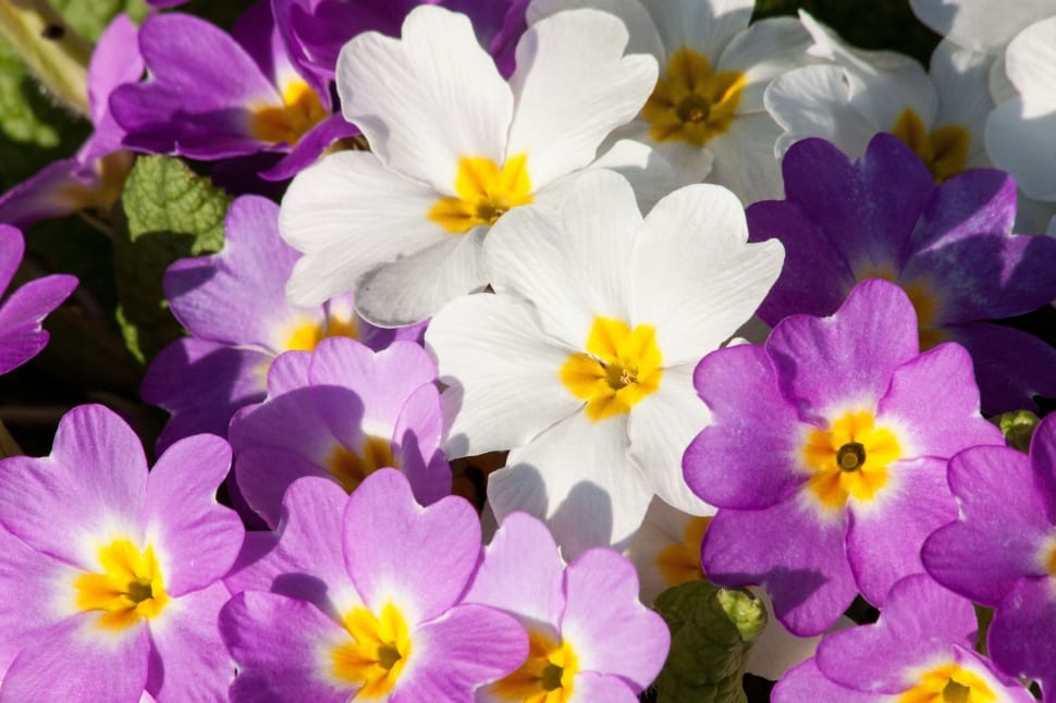 purple and white petaled flower lot preview
