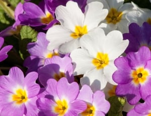 purple and white petaled flower lot thumbnail