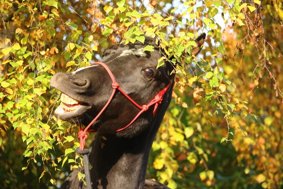 black donkey under shade of tree at daytime preview