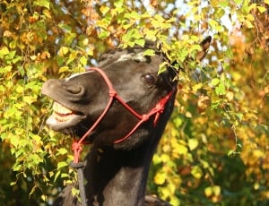 black donkey under shade of tree at daytime thumbnail