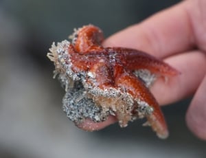 person holding a small brown starfish thumbnail