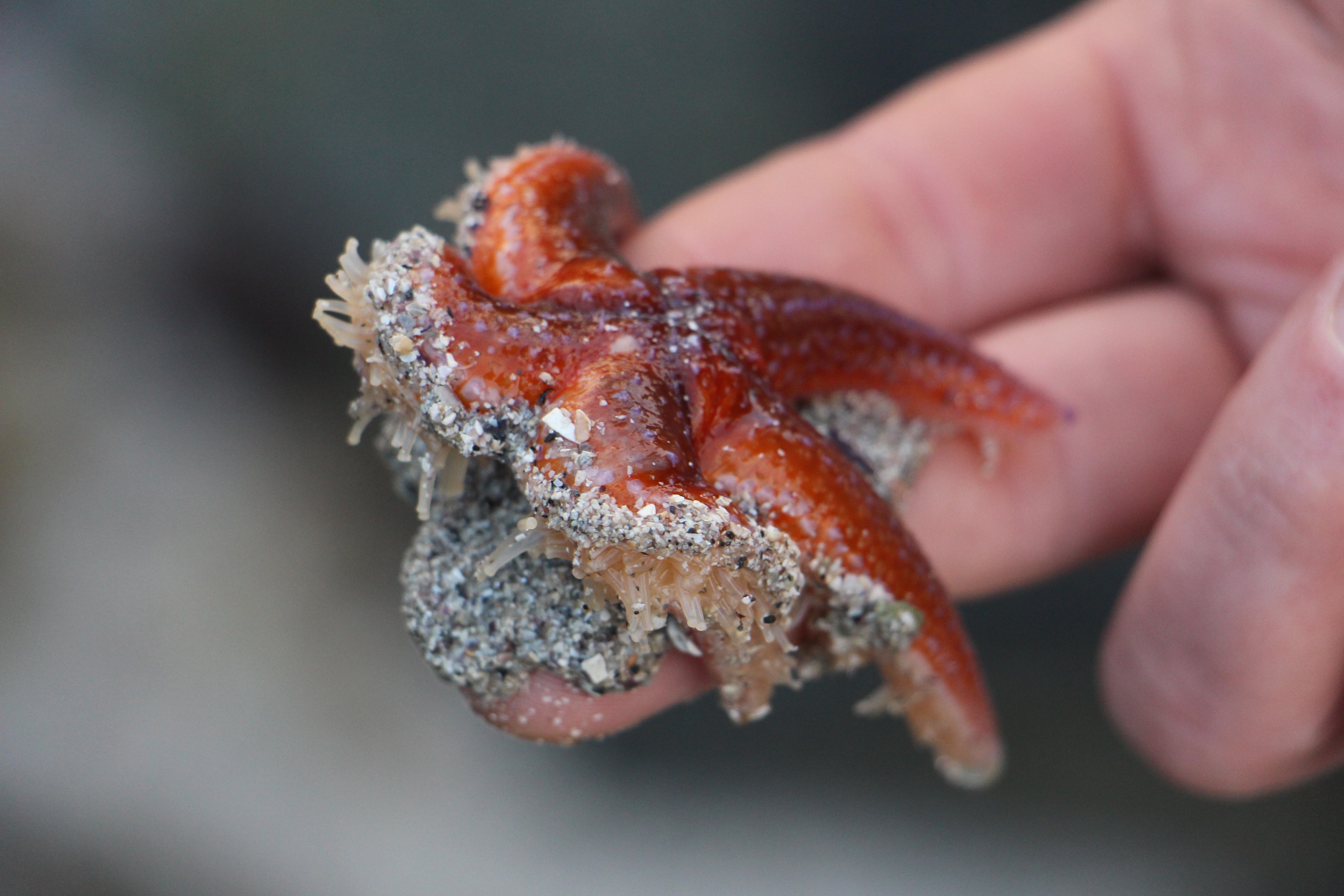 person holding a small brown starfish