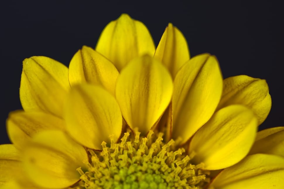Nature, Flower, Yellow Flower, Flowers, flower, yellow preview