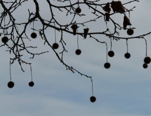 silhouette of tree and fruits thumbnail