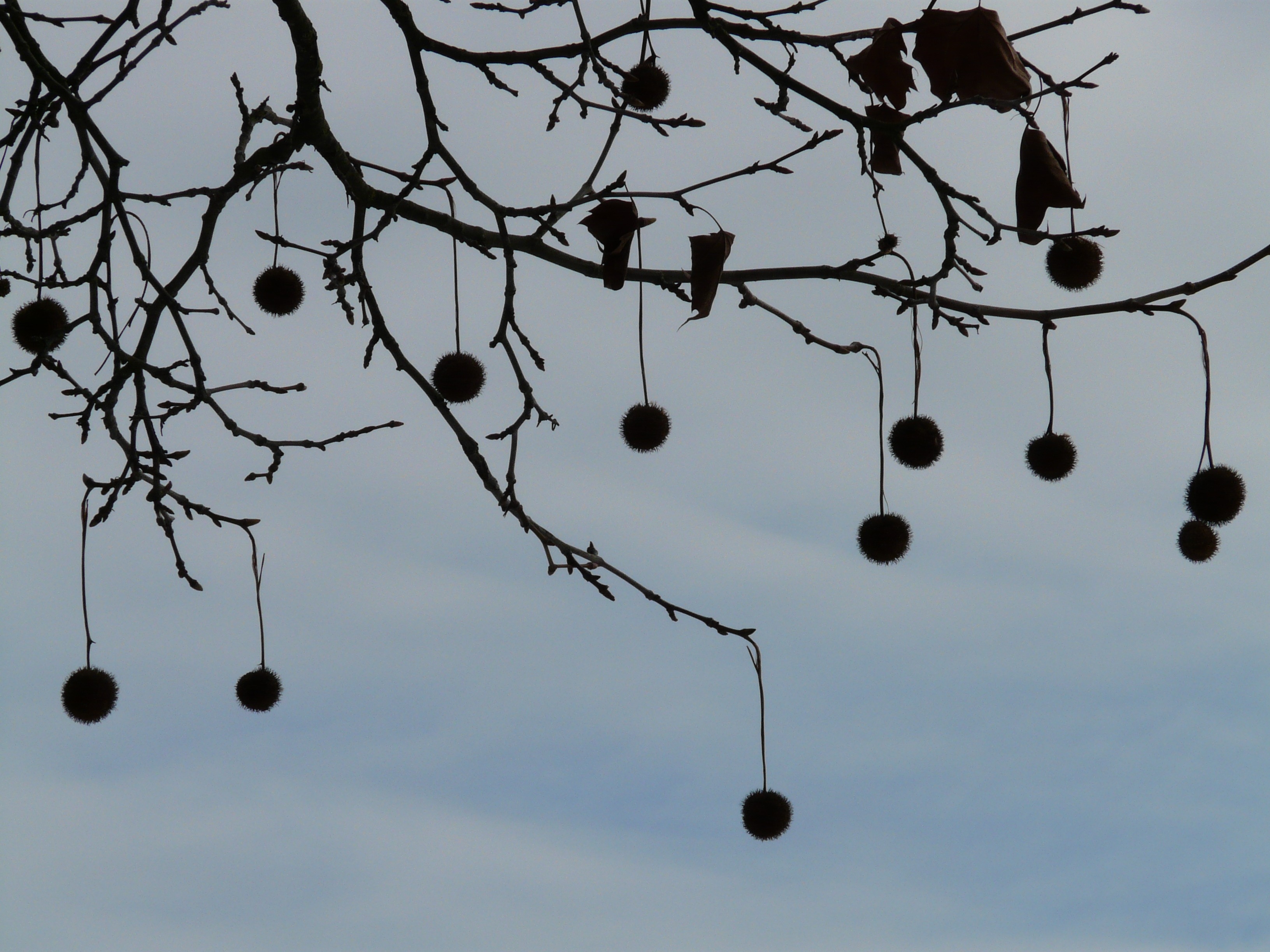 silhouette of tree and fruits