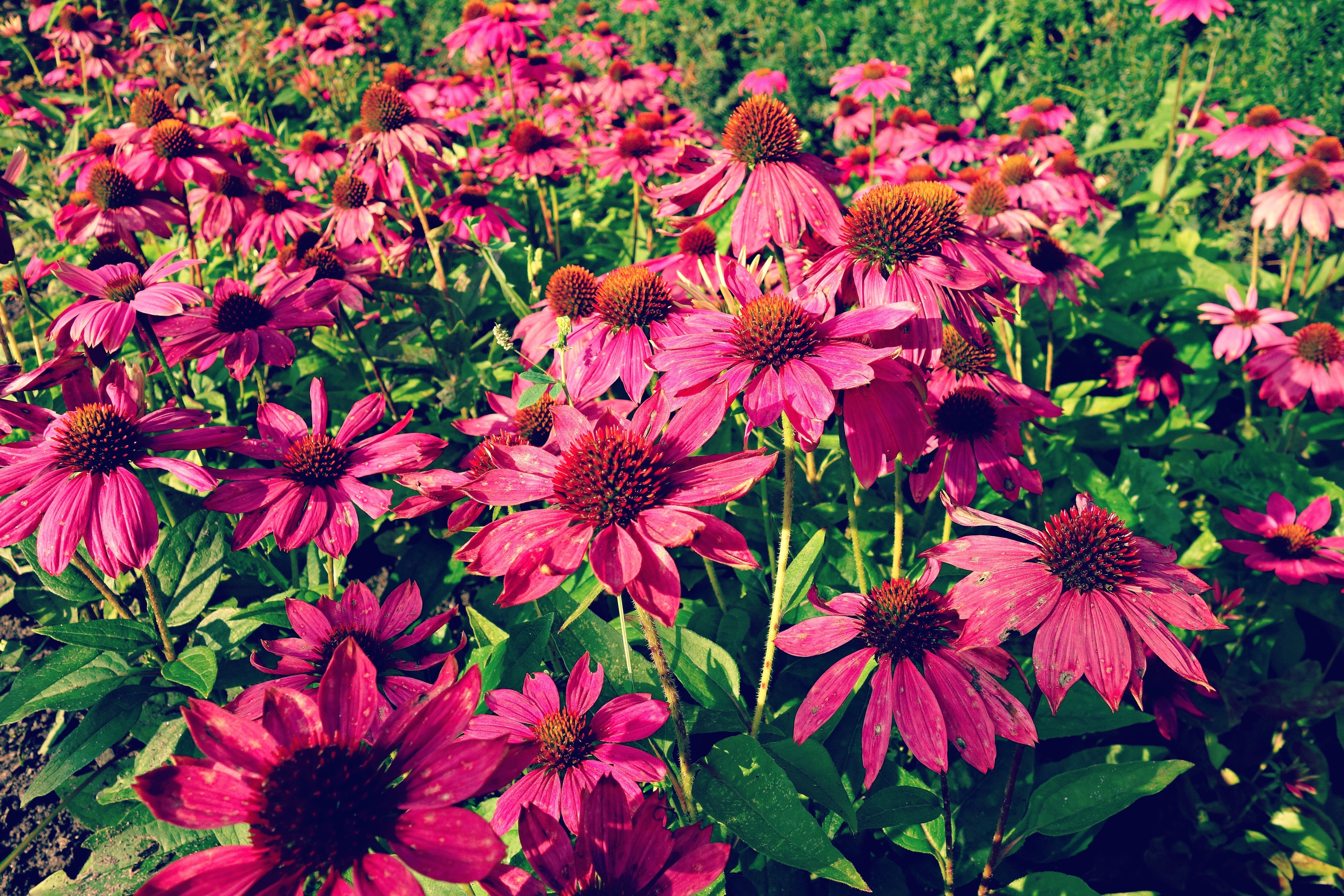 pink daisy flower lot