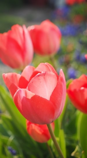 Tulip, Red, Flower, Spring, Close, flower, nature thumbnail