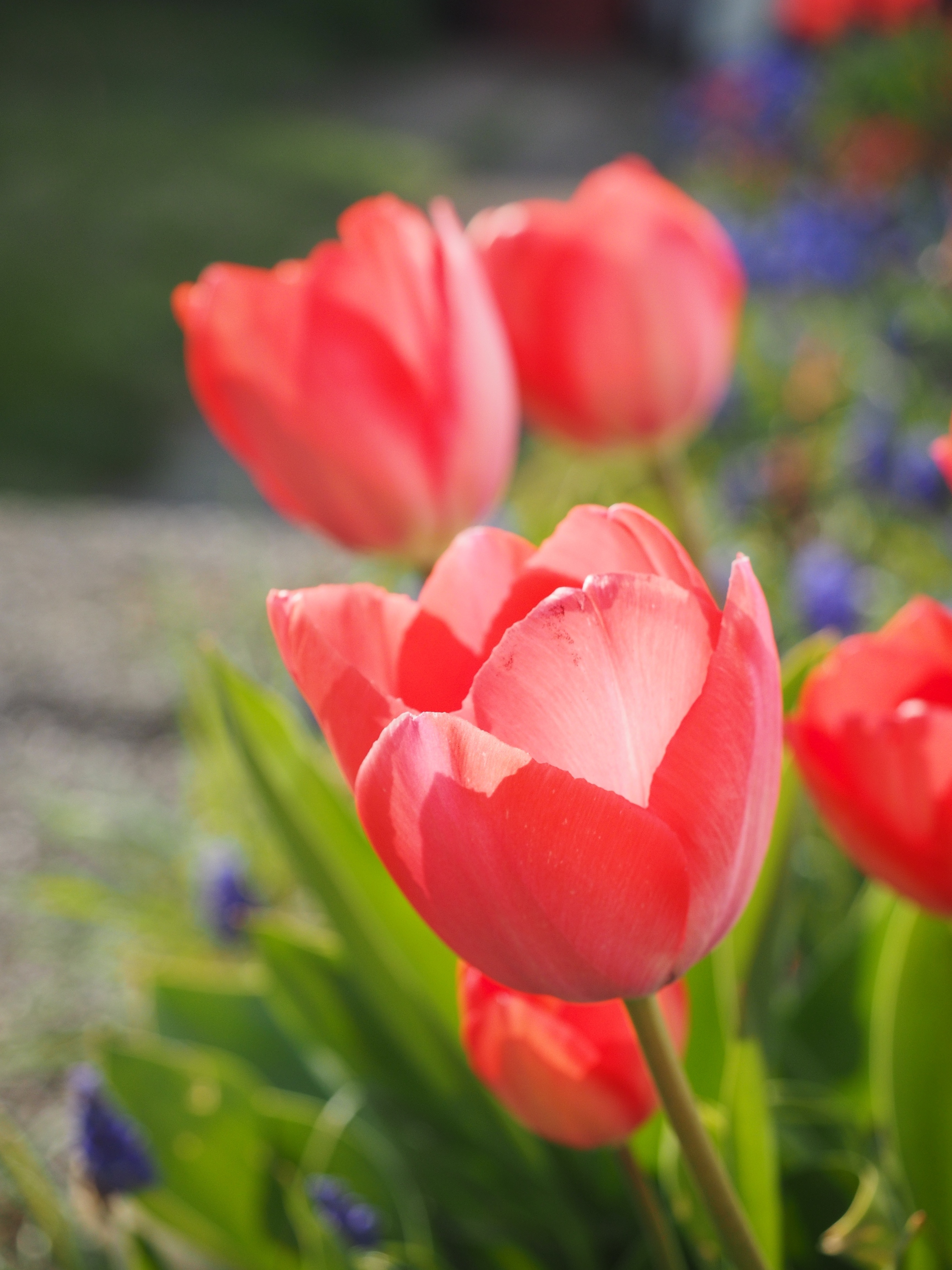Tulip, Red, Flower, Spring, Close, flower, nature
