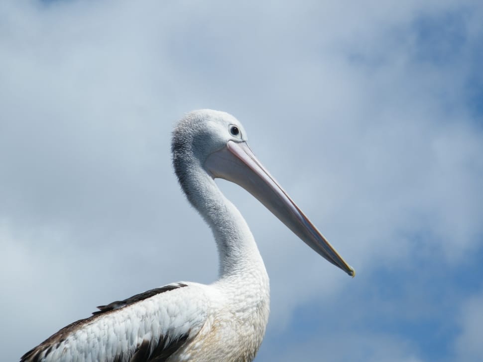 Pelican, Nature, Bird, Animal, bird, animals in the wild preview