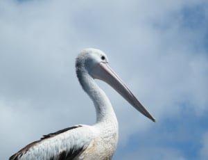 Pelican, Nature, Bird, Animal, bird, animals in the wild thumbnail