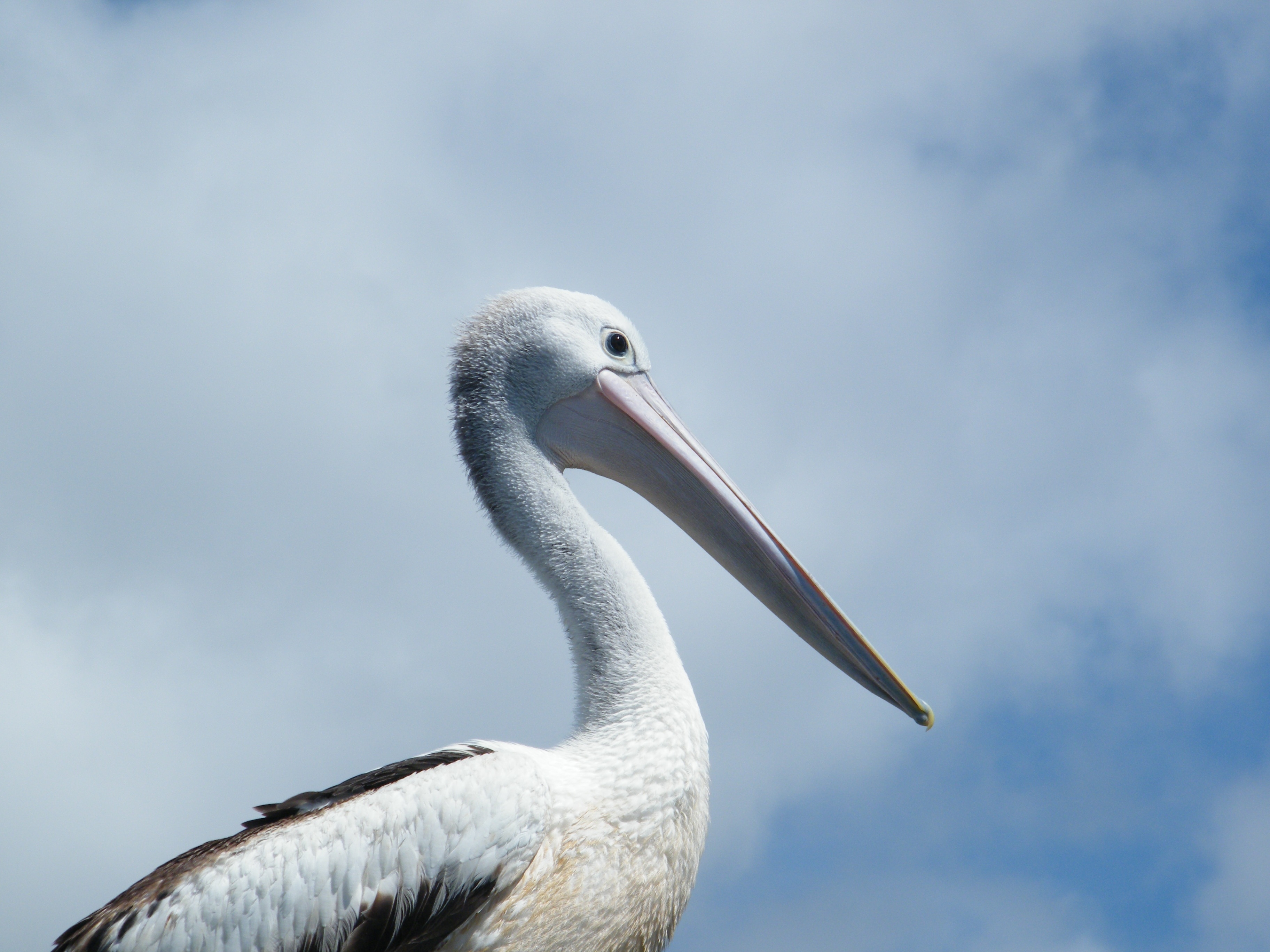 Pelican, Nature, Bird, Animal, bird, animals in the wild