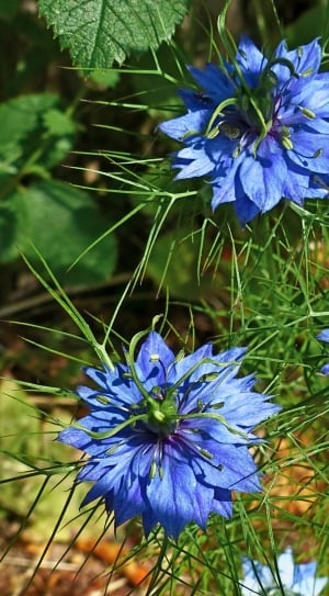 blue petal cluster flower bud thumbnail