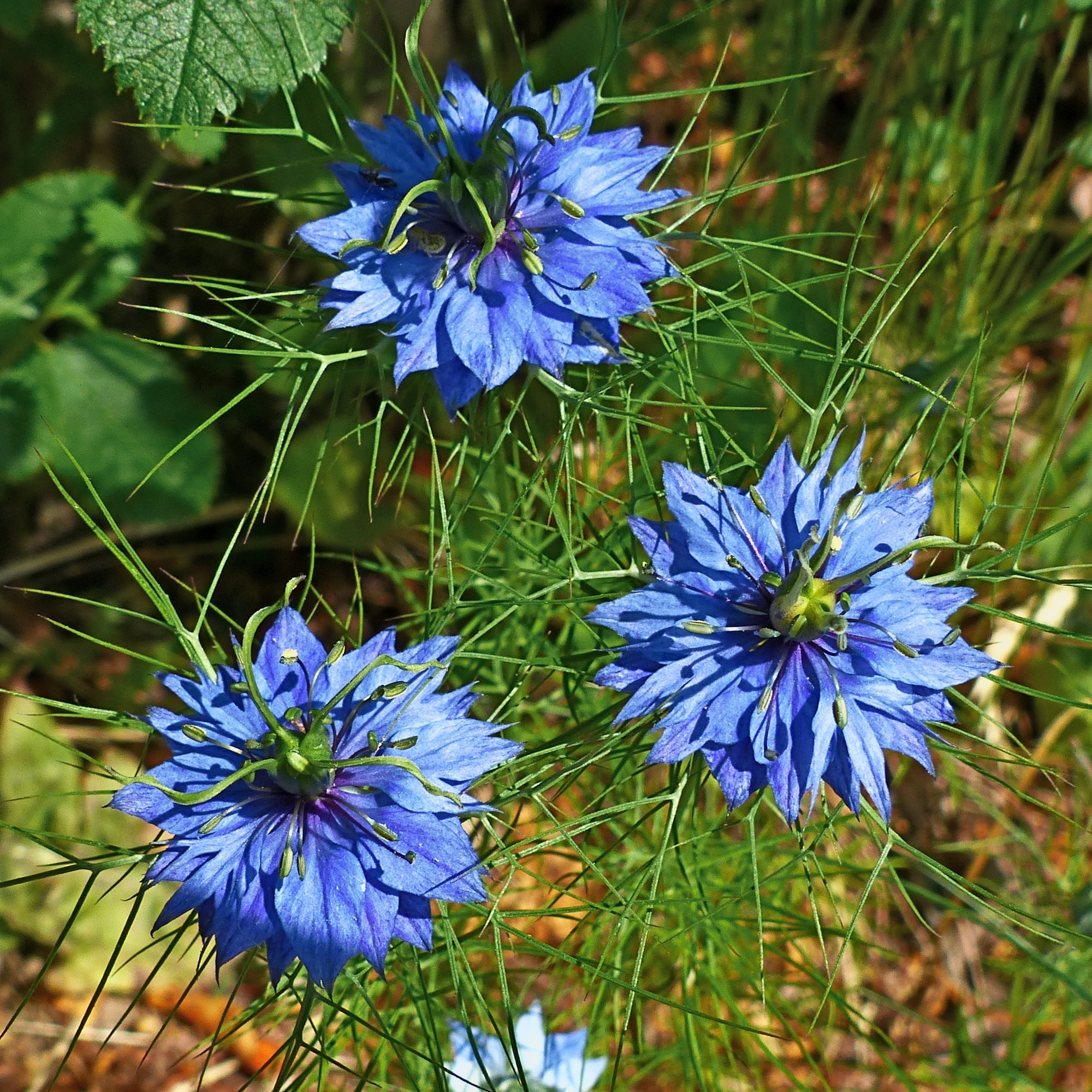 blue petal cluster flower bud