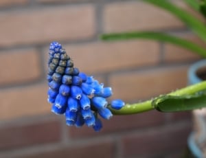 blue petaled flower thumbnail