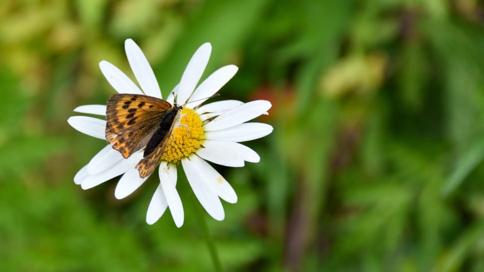 brown and white butterfly in flower preview