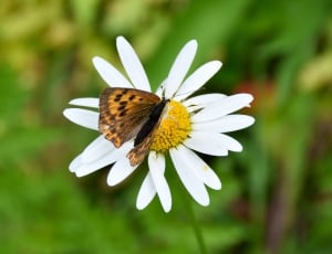 brown and white butterfly in flower thumbnail
