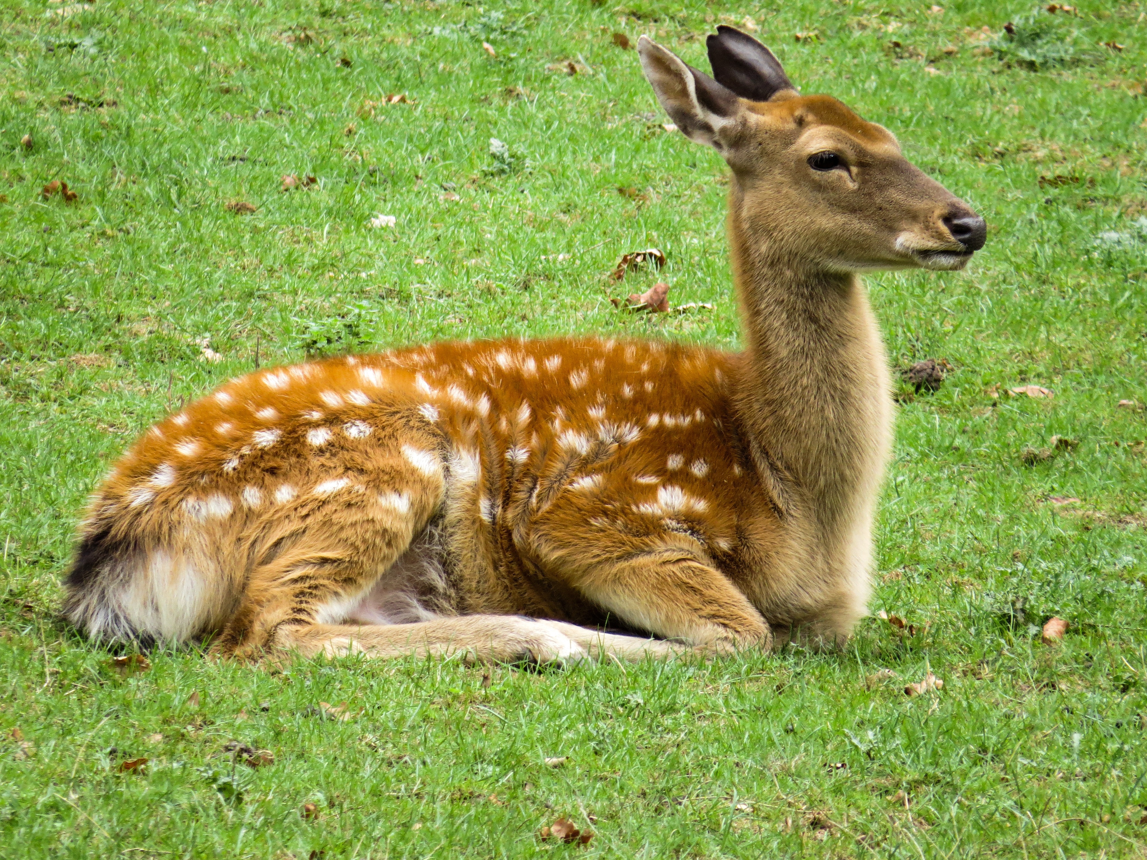 brown deer on grass field