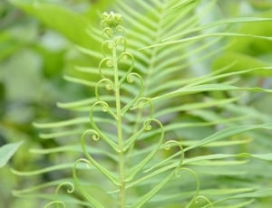Fern, Plant, Heart, Green, green color, growth thumbnail