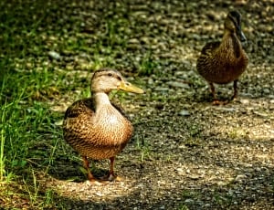 two mallard duck on gray surface during day time thumbnail