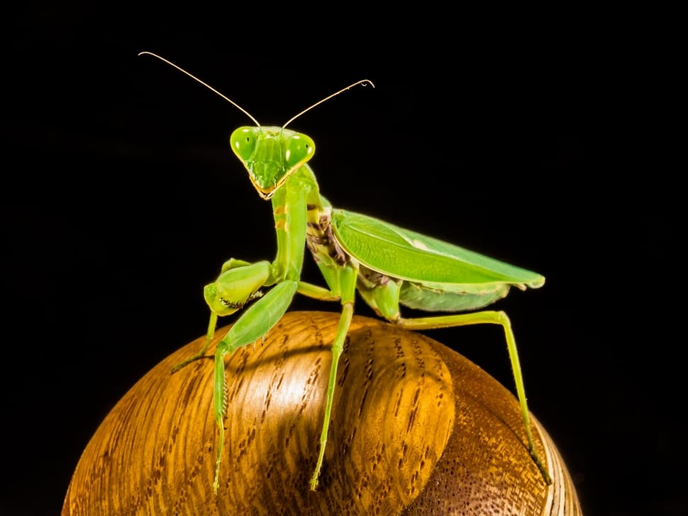 green Grasshopper preview
