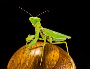 green Grasshopper thumbnail