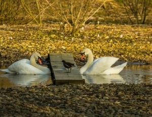 2 white swans thumbnail