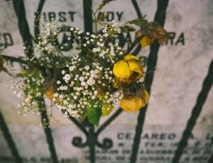 yellow roses and baby's breath flower thumbnail