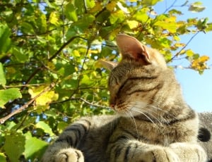 brown tabby cat beside green plant during daytime thumbnail