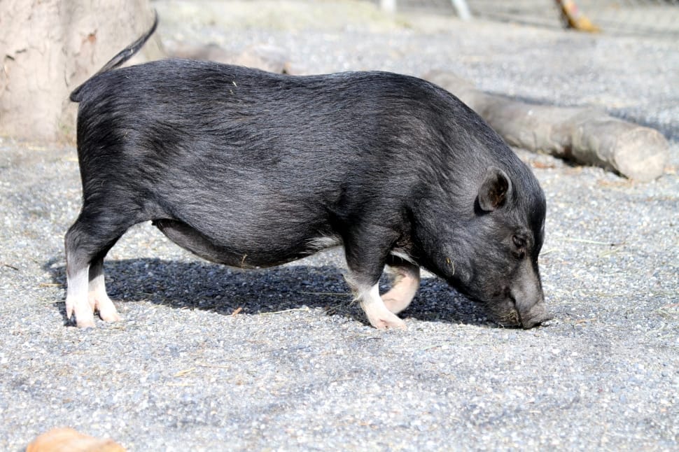 black wild pig preview
