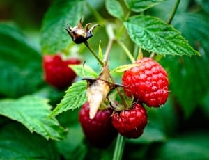 red raspberries thumbnail
