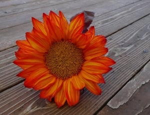 orange sunflower thumbnail