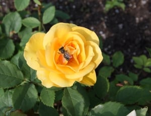 Blossom, Bloom, Honey Bee, Yellow Rose, flower, petal thumbnail